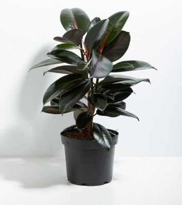 BerryBreeze Rubber Tree(Hybrid, Pack of 1)