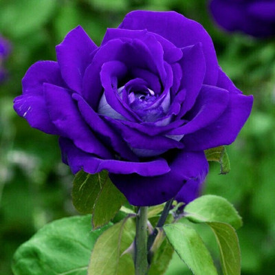 MAITRA AND SONS Rose Plant(Hybrid, Pack of 1)