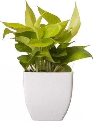 pankaj nursery Money Plant(Hybrid, Pack of 1)