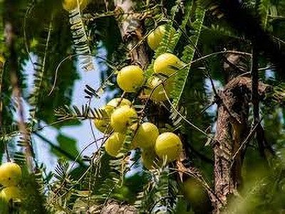 Manjunursery Amla Plant(Hybrid, Pack of 1)
