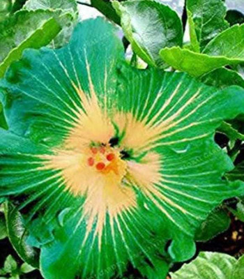 GreenyOn Hibiscus Plant(Hybrid, Pack of 1)