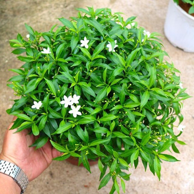 S SIKDER STORE Jasmine Plant(Hybrid, Pack of 1)