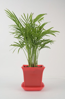 AVR with Happiness inhouse Areca Palm(Pack of 1)