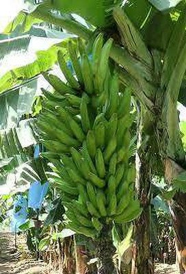 YourPlant Banana Plant(Hybrid, Pack of 1)