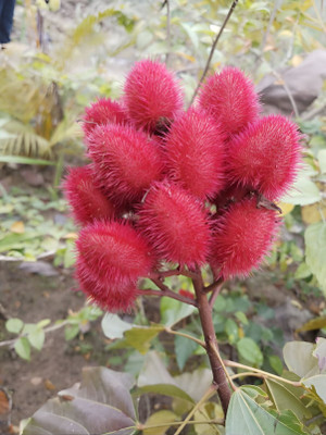 PetalPath ZZ Plant(Hybrid, Pack of 1)