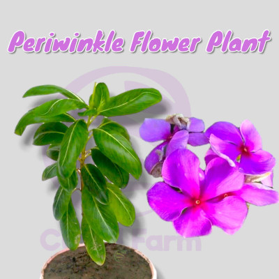 Cloud Farm Sadabahar Plant(Hybrid, Pack of 1)