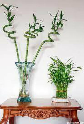 minatigreenhouse Two Layer Bamboo Plant(Hybrid, Pack of 1)