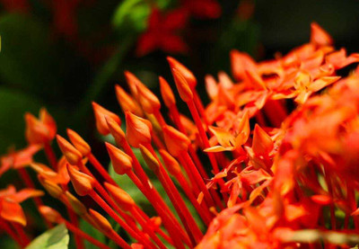 lxora flower plant Ixora Plant(Hybrid, Pack of 1)