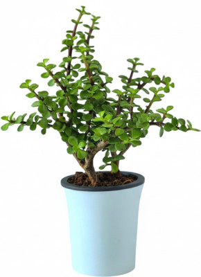 Udyaana Jade Plant(Pack of 1)