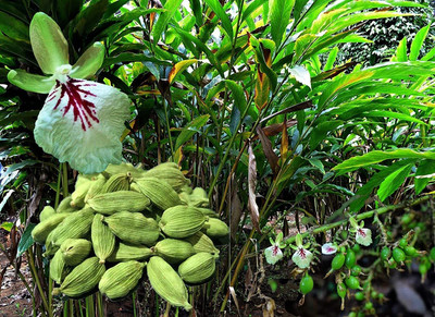 Sarika Elaichi/Cardamom Plant(Hybrid, Pack of 1)