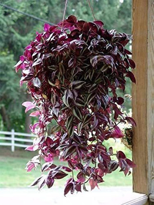 AnitaGarden Wandering Jew Plant(Hybrid, Pack of 1)