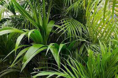 Elanthalir Areca Palm(Hybrid, Pack of 1)