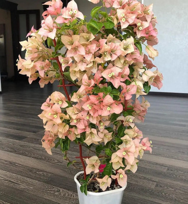 BULAPLANTHOUSE Bougainvillea Plant(Hybrid, Pack of 1)