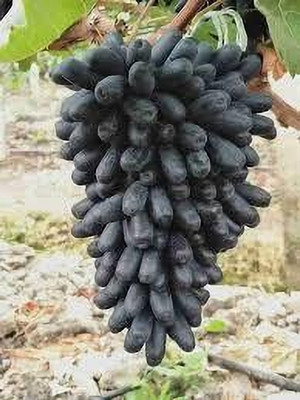 GLOBQRO Grape Plant(Hybrid, Pack of 1)