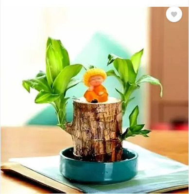 GRIVA CREATION Mini Brazalian wood(Pack of 1)