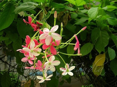 GLOBQRO Madhu Kamini Plant(Hybrid, Pack of 1)