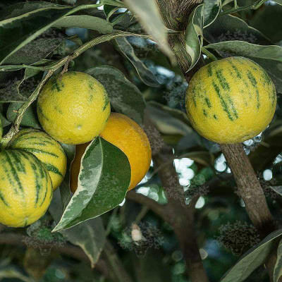 hybrid malta Malay Apple Plant(Hybrid, Pack of 1)