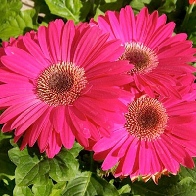 Cloud Farm Gerbera Plant(Hybrid, Pack of 1)