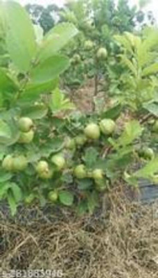 BREEZY BLOOMS Guava Plant(Hybrid, Pack of 1)