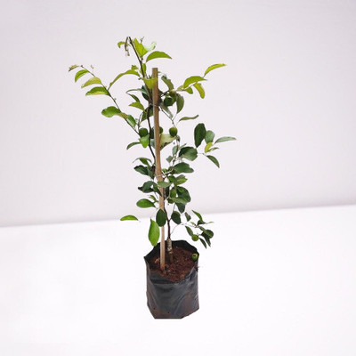 BUEEARTH Ber Apple Plant(Pack of 1)