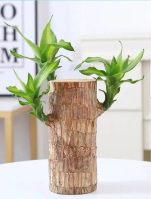 Cloud Farm Mini Brazalian wood(Hybrid, Pack of 1)