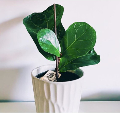 Cloud Farm Fiddle Leaf Fig Plant(Hybrid, Pack of 1)