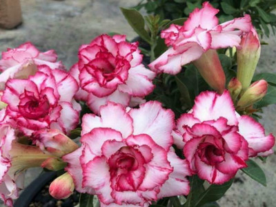 My Dream Nursery Adenium Plant(Hybrid, Pack of 1)