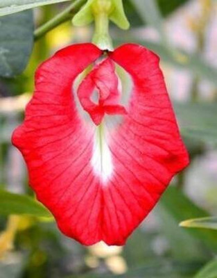 Loveri Aparajita/ Butterfly Pea Plant(Hybrid, Pack of 1)