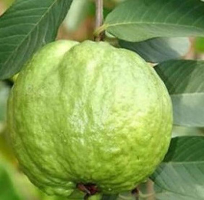 Green view Guava Plant(Hybrid, Pack of 1)