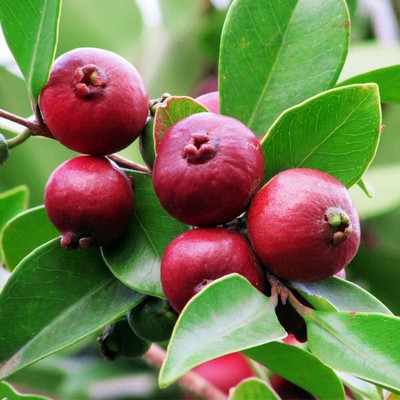 The Green Tree MART Guava Plant(Hybrid, Pack of 1)