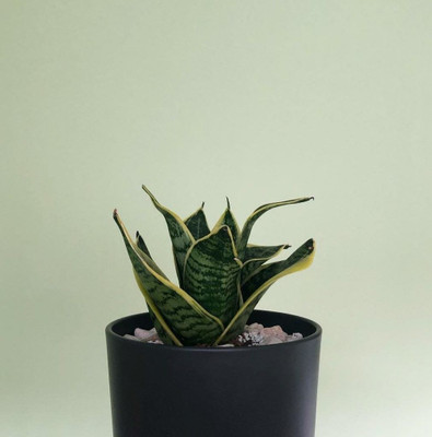 NurseryFriends Snake Plant(Hybrid, Pack of 1)