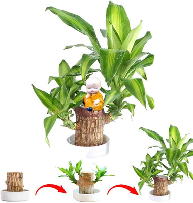 Biswas Bloom Brazilian Wood, Lucky Bamboo Plant(Hybrid, Pack of 1)