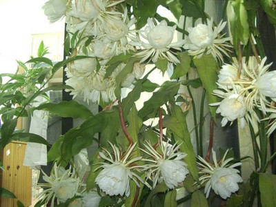 AquinnahGaden Brahma Kamal Plant(Hybrid, Pack of 1)