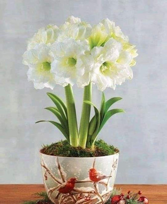 KrishnaNursery Aralia Plant(Hybrid, Pack of 1)