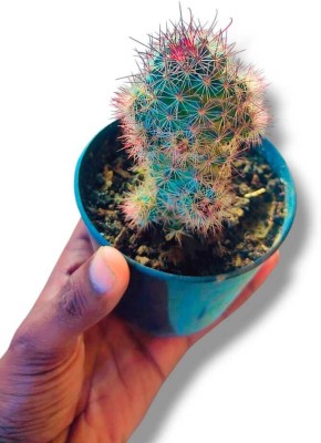 Mahadev cactus Elongated Cactus Plant(Pack of 1)