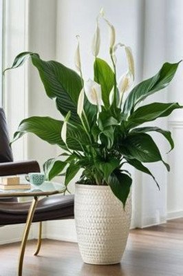 MAITRA AND SONS Peace Lily Plant(Hybrid, Pack of 1)