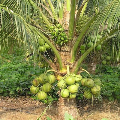 My Dream Nursery Coconut Plant(Hybrid, Pack of 1)