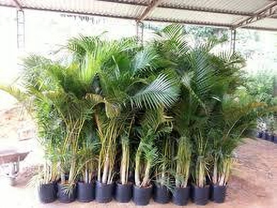 ZOOMGREEN Areca Palm(Hybrid, Pack of 1)