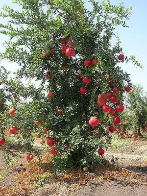 the green dotcom Pomegranate Plant(Hybrid, Pack of 1)