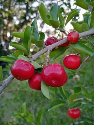 P N C Cherry Fruit Plant(Hybrid, Pack of 1)