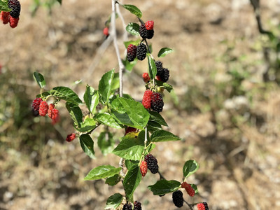 Global Mart Plant Shahtoot/Mulberry Plant(Hybrid, Pack of 1)