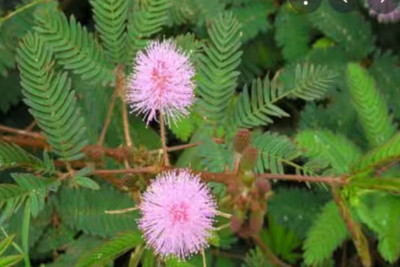 SHREYAGREEN Shami/Jand Plant(Pack of 1)