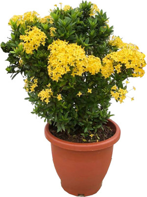 Cloud Farm Trothic Ixora/Chethi Plant(Hybrid, Pack of 1)