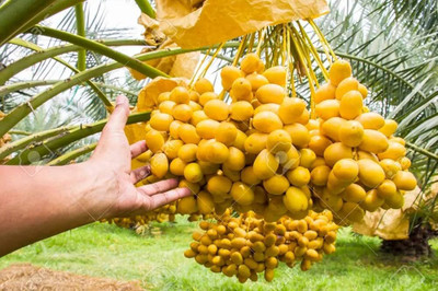 pomgardening Phoneix Palm Plant(Hybrid, Pack of 1)