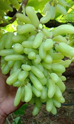 Cloud Farm Grape Plant(Hybrid, Pack of 1)