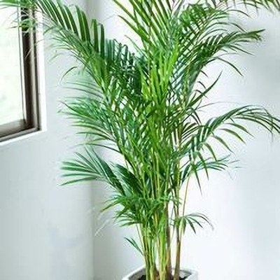 MAITRA AND SONS Areca Palm(Hybrid, Pack of 1)