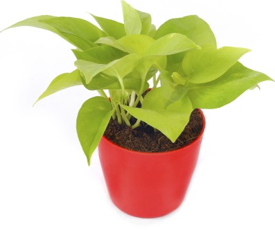 Pi Agro Farms Money Plant(Hybrid, Pack of 1)