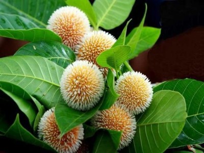 mynusary Kadam Plant(Pack of 1)