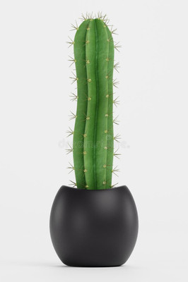 Mahadevplants Cactus Opuntia Microdasys Plant(Hybrid, Pack of 1)