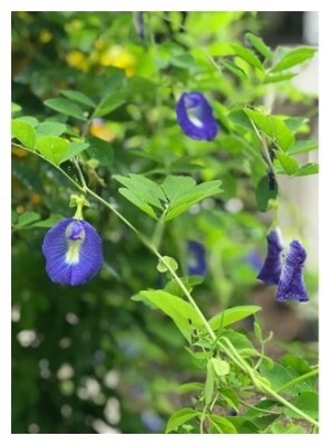 Treeicks Aparajita/ Butterfly Pea Plant(Hybrid, Pack of 1)